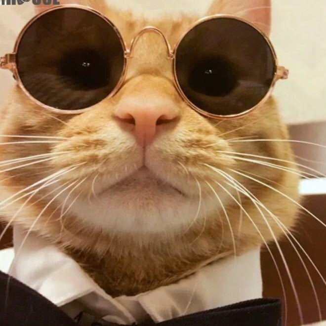 Sluneční brýle pro kočky