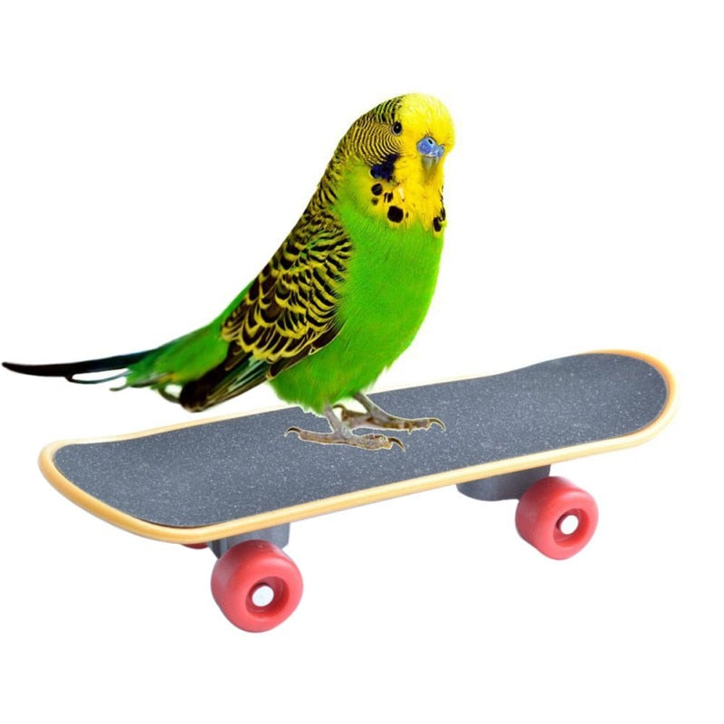 Skateboard pro ptáky