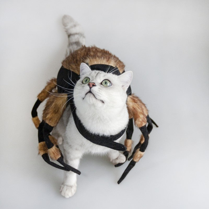 Kostým pro kočky na Halloween