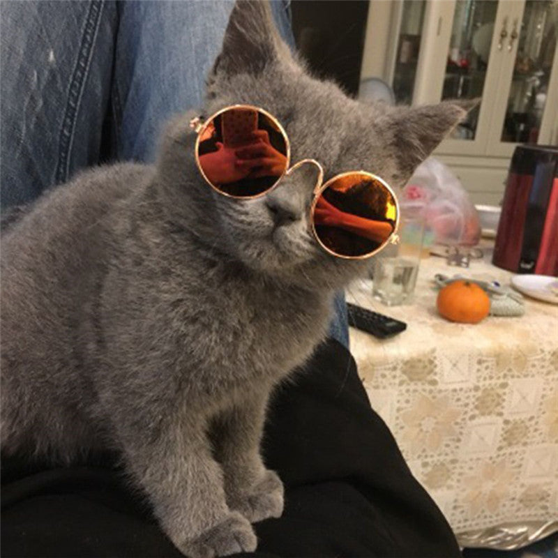 Brýle pro kočky
