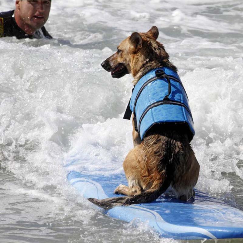 Plavecká vesta pro psy se vzorem