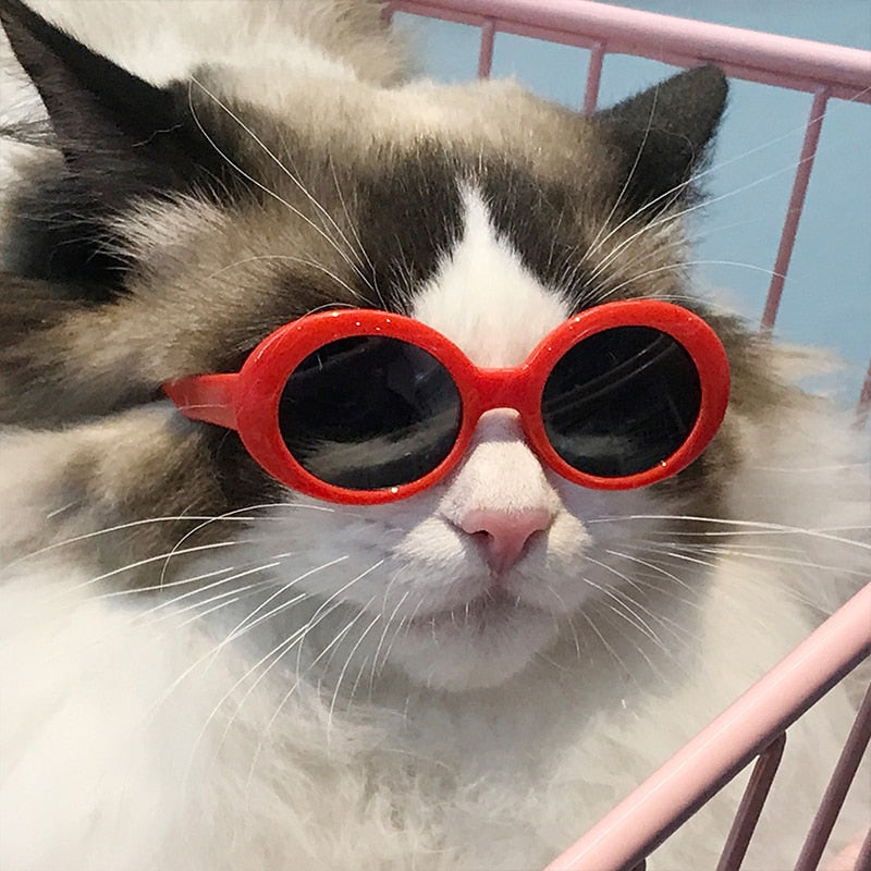 Kočičí módní brýle