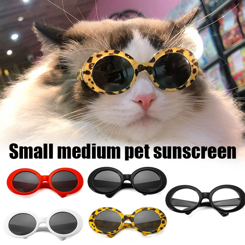 Kočičí módní brýle